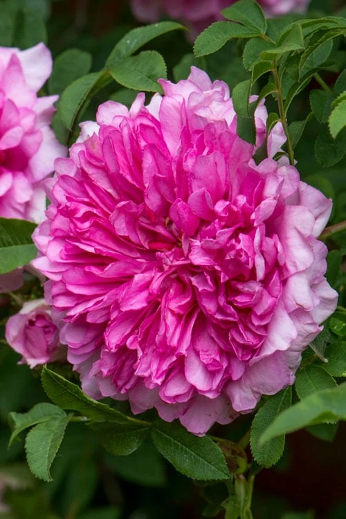 Chinquapin Chestnut Rose (Rosa Roxburghii) - 3 Gallon Pot 3 Chinquapin Chestnut Rose (Rosa Roxburghii) - 3 Gallon Pot