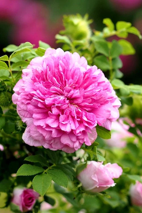 Chinquapin Chestnut Rose (Rosa Roxburghii) - 3 Gallon Pot 7 Chinquapin Chestnut Rose (Rosa Roxburghii) - 3 Gallon Pot - Image 5