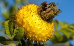 Chinquapin Chestnut Rose (Rosa Roxburghii) - 3 Gallon Pot 13 Chinquapin Chestnut Rose (Rosa Roxburghii) - 3 Gallon Pot -Home Bloom Garden rosa roxburghii chiquapin chestnut rose 16