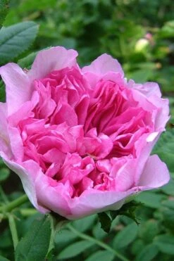 Chinquapin Chestnut Rose (Rosa Roxburghii) - 3 Gallon Pot 11 Chinquapin Chestnut Rose (Rosa Roxburghii) - 3 Gallon Pot -Home Bloom Garden rosa roxburghii chiquapin chestnut rose 17