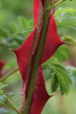 Winged Blood Thorn Rose (Rosa Sericea Var. Pteracantha) - 5 Gallon Pot -Home Bloom Garden rosa sericea var pteracantha winged blood thorn rose 1