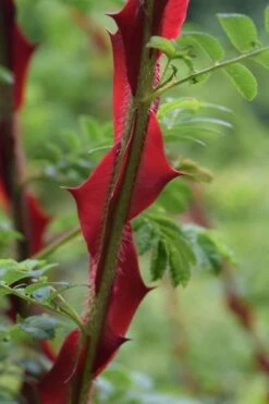 Winged Blood Thorn Rose (Rosa Sericea Var. Pteracantha) - 5 Gallon Pot -Home Bloom Garden rosa sericea var pteracantha winged blood thorn rose 2