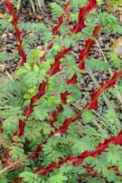 Winged Blood Thorn Rose (Rosa Sericea Var. Pteracantha) - 5 Gallon Pot -Home Bloom Garden rosa sericea var pteracantha winged blood thorn rose 3