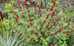 Winged Blood Thorn Rose (Rosa Sericea Var. Pteracantha) - 5 Gallon Pot -Home Bloom Garden rosa sericea var pteracantha winged blood thorn rose 5
