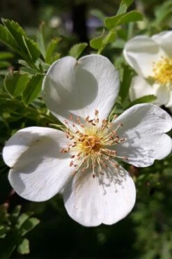 Winged Blood Thorn Rose (Rosa Sericea Var. Pteracantha) - 5 Gallon Pot -Home Bloom Garden rosa sericea var pteracantha winged blood thorn rose 7