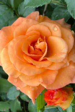 Sunorita Rose - 2 Gallon Pot -Home Bloom Garden rosa sunorita rose 3