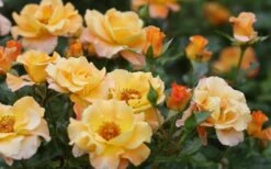 Sunorita Rose - 2 Gallon Pot -Home Bloom Garden rosa sunorita rose 5