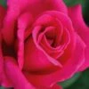 Easy Elegance My Girl Rose - 3 Gallon Pot -Home Bloom Garden rose easy elegance my girl 1g