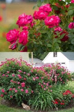 Easy Elegance My Girl Rose - 3 Gallon Pot -Home Bloom Garden rose easy elegance my girl 2g