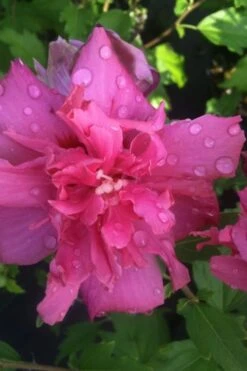 Lucy Rose Of Sharon (Single Trunk Tree) - 7 Gallon Pot (4-5') -Home Bloom Garden rose of sharon lucy 5