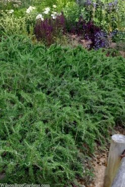 Blue Lagoon Rosemary - 5 Pack Of Quart Pots -Home Bloom Garden rosmarinus officinalis blue lagoon rosemary 2
