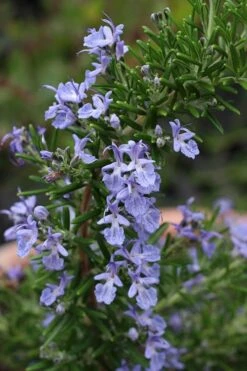 Blue Lagoon Rosemary - 5 Pack Of Quart Pots -Home Bloom Garden rosmarinus officinalis blue lagoon rosemary 3