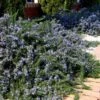 Blue Lagoon Rosemary - 5 Pack Of Quart Pots -Home Bloom Garden rosmarinus officinalis blue lagoon rosemary 4