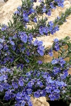 Blue Lagoon Rosemary - 5 Pack Of Quart Pots -Home Bloom Garden rosmarinus officinalis blue lagoon rosemary 5