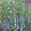 Gorizia Barbecue Skewers Rosemary - 1 Gallon Pot -Home Bloom Garden rosmarinus officinalis gorizia rosemary 2