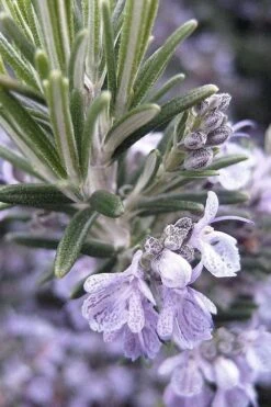 Gorizia Barbecue Skewers Rosemary - 1 Gallon Pot -Home Bloom Garden rosmarinus officinalis gorizia rosemary 7