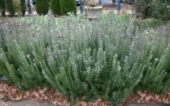 Gorizia Barbecue Skewers Rosemary - 1 Gallon Pot -Home Bloom Garden rosmarinus officinalis gorizia rosemary 8