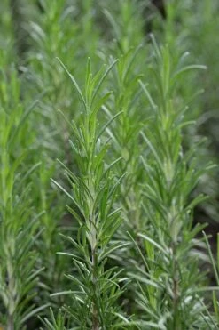 Madeline Hill Rosemary - 1 Gallon Pot -Home Bloom Garden rosmarinus officinalis madalene hill hardy rosemary 2