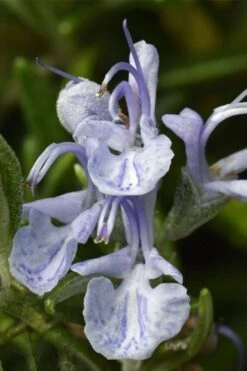 Madeline Hill Rosemary - 1 Gallon Pot -Home Bloom Garden rosmarinus officinalis madalene hill hardy rosemary 3