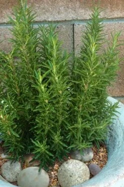 Madeline Hill Rosemary - 1 Gallon Pot -Home Bloom Garden rosmarinus officinalis madalene hill hardy rosemary 8