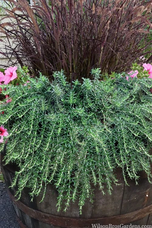 Prostrate Creeping Rosemary - 1 Gallon Pot 9 Prostrate Creeping Rosemary - 1 Gallon Pot - Image 7