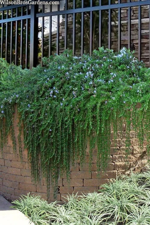 Prostrate Creeping Rosemary - 1 Gallon Pot 3 Prostrate Creeping Rosemary - 1 Gallon Pot