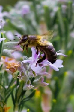 Salem Rosemary - 5 Pack Of Quart Pots -Home Bloom Garden rosmarinus officinalis salem rosemary 6
