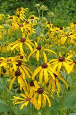 Sweet Coneflower (Rudbeckia Subtomentosa) - 6 Pack Of 1 Gallon Pots -Home Bloom Garden rudbeckia subtomentosa sweet coneflower 3