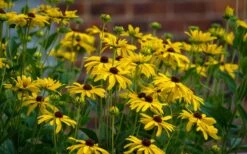 Sweet Coneflower (Rudbeckia Subtomentosa) - 6 Pack Of 1 Gallon Pots -Home Bloom Garden rudbeckia subtomentosa sweet coneflower 4