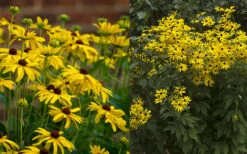 Sweet Coneflower (Rudbeckia Subtomentosa) - 6 Pack Of 1 Gallon Pots -Home Bloom Garden rudbeckia subtomentosa sweet coneflower 5