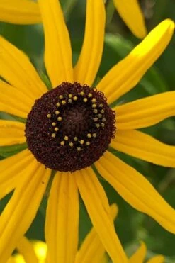 Sweet Coneflower (Rudbeckia Subtomentosa) - 6 Pack Of 1 Gallon Pots -Home Bloom Garden rudbeckia subtomentosa sweet coneflower 6