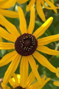Sweet Coneflower (Rudbeckia Subtomentosa) - 6 Pack Of 1 Gallon Pots -Home Bloom Garden rudbeckia subtomentosa sweet coneflower 7