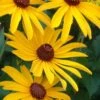 Sweet Coneflower (Rudbeckia Subtomentosa) - 6 Pack Of 1 Gallon Pots -Home Bloom Garden rudbeckia subtomentosa sweet coneflower 8