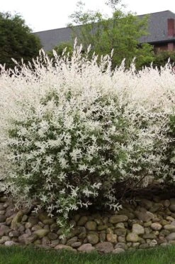 Flamingo Dappled Willow (Shrub Form) - 2 Gallon Pot -Home Bloom Garden salix integra flamingo dappled willow bush 2