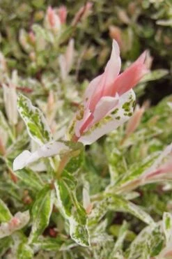 Flamingo Dappled Willow (Shrub Form) - 2 Gallon Pot -Home Bloom Garden salix integra flamingo dappled willow bush 3