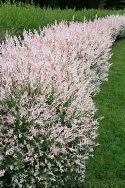 Flamingo Dappled Willow (Shrub Form) - 2 Gallon Pot -Home Bloom Garden salix integra flamingo dappled willow bush 4