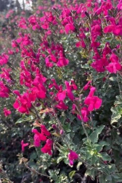 Heatwave Brilliance Salvia (Sage) - 1 Gallon Pot -Home Bloom Garden salvia greggii heatwave brilliance 10