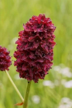 Great Burnet (Sanguisorba Officinalis) - 1 Gallon Pot -Home Bloom Garden sanguisorba officinalis great burnet 2