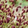 Great Burnet (Sanguisorba Officinalis) - 1 Gallon Pot 1 Great Burnet (Sanguisorba Officinalis) - 1 Gallon Pot -Home Bloom Garden sanguisorba officinalis great burnet 3