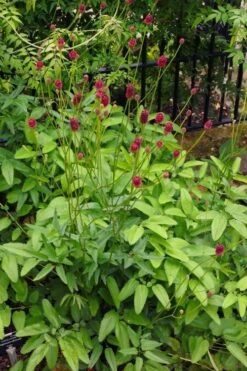 Great Burnet (Sanguisorba Officinalis) - 1 Gallon Pot -Home Bloom Garden sanguisorba officinalis great burnet 4