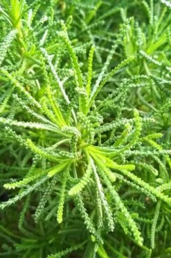 Green Santolina (Lavender Cotton) - 5 Pack Of Quart Pots -Home Bloom Garden santolina virens green lavender cotton 10