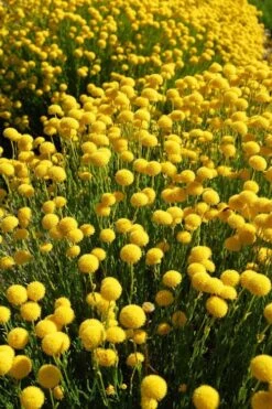 Green Santolina (Lavender Cotton) - 5 Pack Of Quart Pots -Home Bloom Garden santolina virens green lavender cotton 6