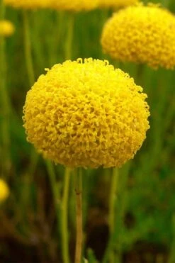 Green Santolina (Lavender Cotton) - 5 Pack Of Quart Pots -Home Bloom Garden santolina virens green lavender cotton 7