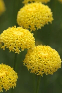 Green Santolina (Lavender Cotton) - 5 Pack Of Quart Pots -Home Bloom Garden santolina virens green lavender cotton 8