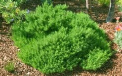 Green Santolina (Lavender Cotton) - 5 Pack Of Quart Pots -Home Bloom Garden santolina virens green lavender cotton 9