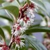 Fragrant Valley Sweetbox (Sarcococca) - 2 Gallon Pot 1 Fragrant Valley Sweetbox (Sarcococca) - 2 Gallon Pot -Home Bloom Garden sarcoccoca hookeriana sarsid 1 fragrant valley sweetbox 7