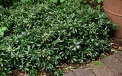Fragrant Valley Sweetbox (Sarcococca) - 2 Gallon Pot -Home Bloom Garden sarcoccoca hookeriana sarsid 1 fragrant valley sweetbox 9