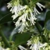 Fragrant Sweet Box (Sarcococca Ruscifolia) - 3 Gallon Pot -Home Bloom Garden sarcococca ruscifolia fragrant sweet box 1