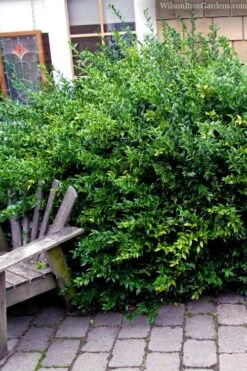 Fragrant Sweet Box (Sarcococca Ruscifolia) - 3 Gallon Pot -Home Bloom Garden sarcococca ruscifolia fragrant sweet box 2