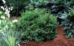 Fragrant Sweet Box (Sarcococca Ruscifolia) - 3 Gallon Pot -Home Bloom Garden sarcococca ruscifolia fragrant sweet box 3